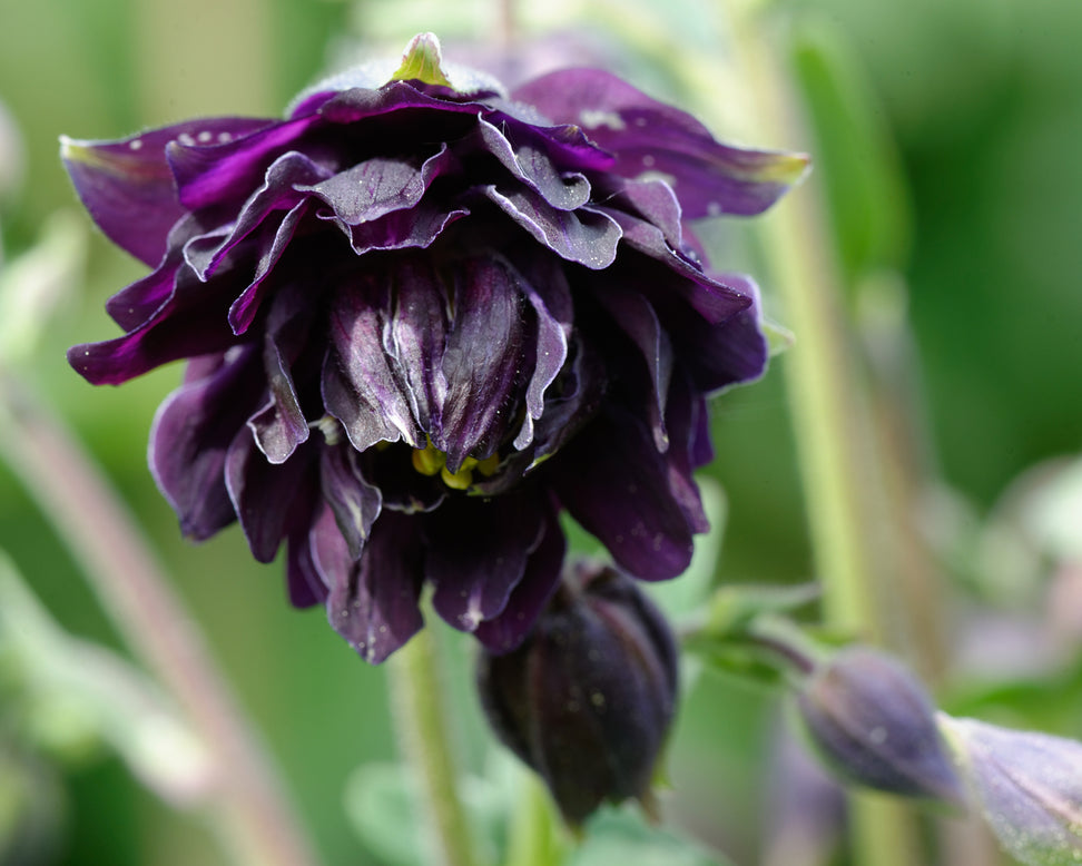 Aquilegia 'Black Barlow'