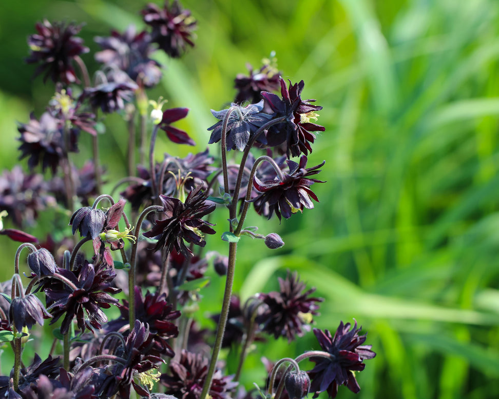 Aquilegia 'Black Barlow'