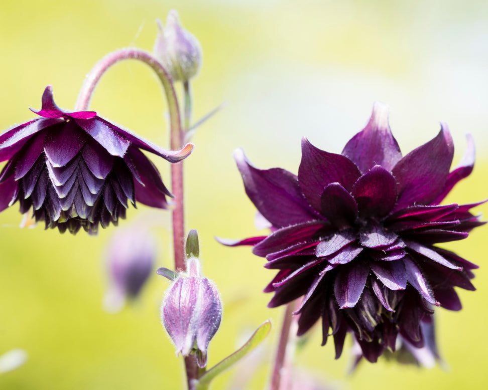 Aquilegia 'Black Barlow'