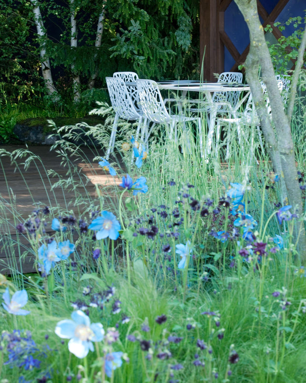 Aquilegia 'Black Barlow'