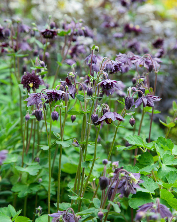 Aquilegia 'Black Barlow'