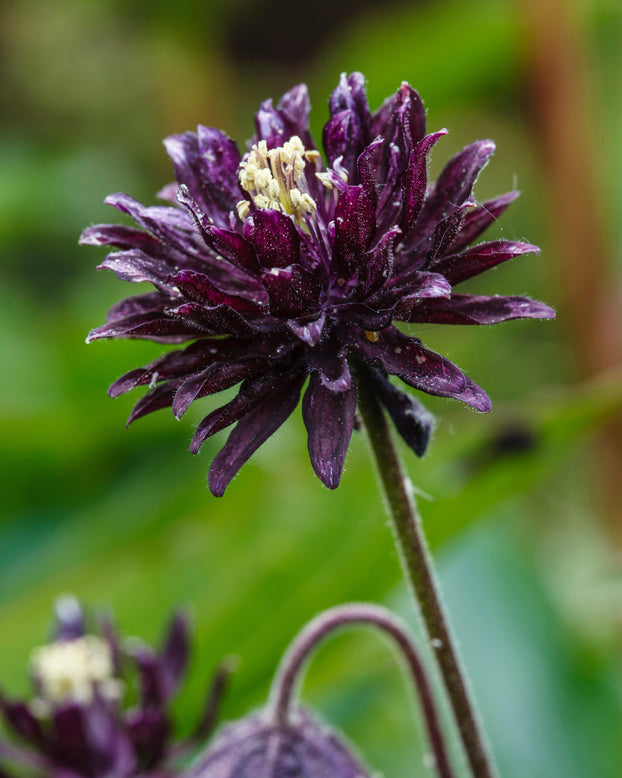 Aquilegia 'Black Barlow'