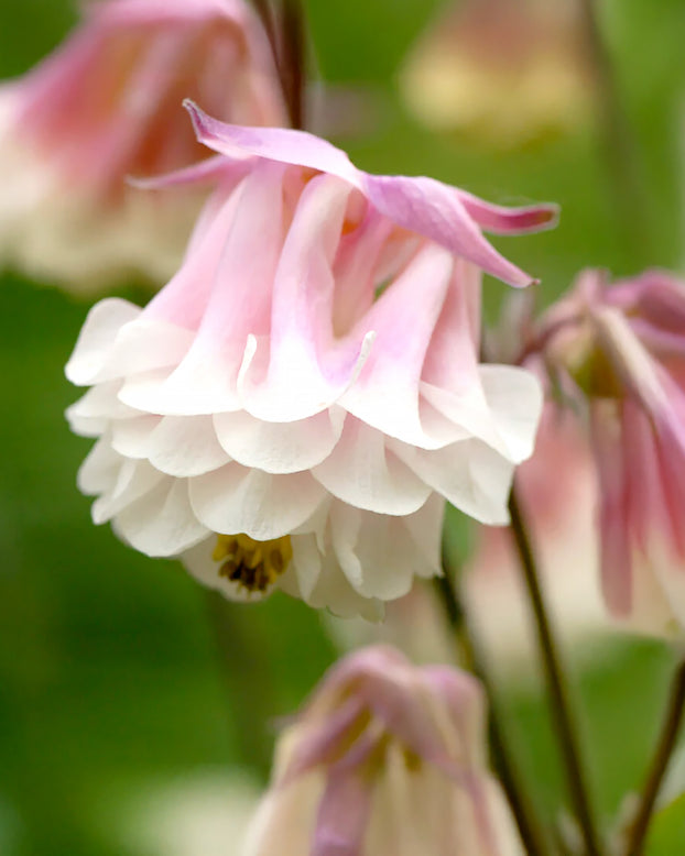 Aquilegia 'Pink Petticoat'