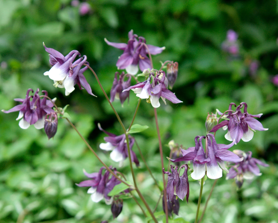 Aquilegia 'William Guiness'