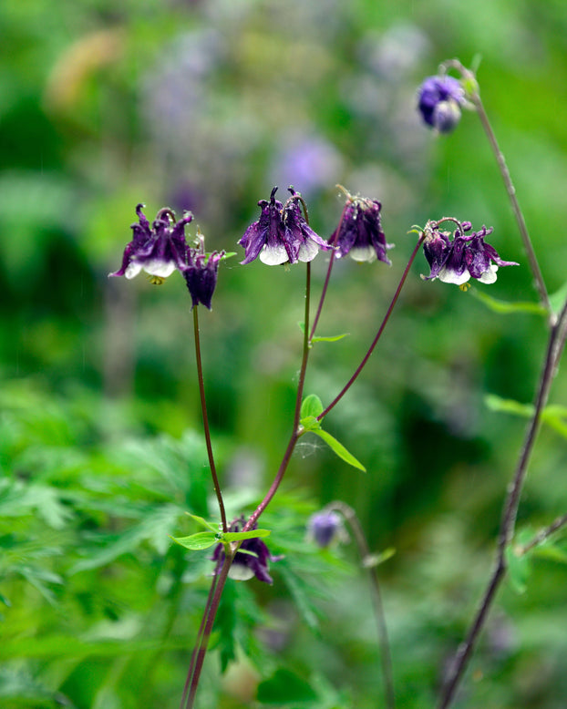 Aquilegia 'William Guiness'