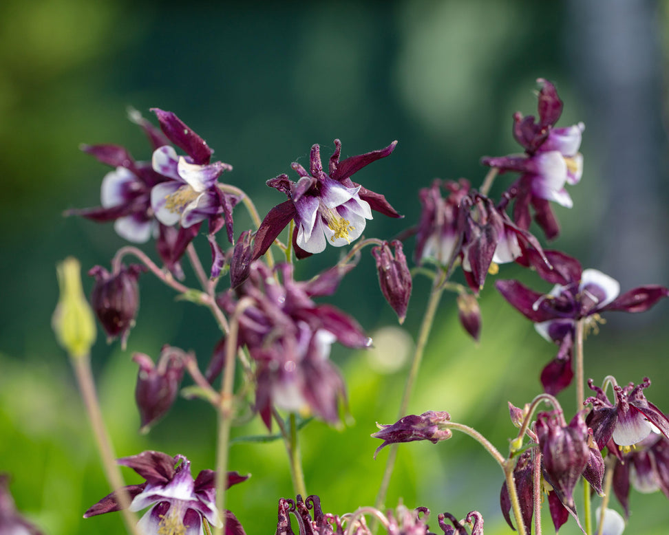 Aquilegia 'William Guiness'