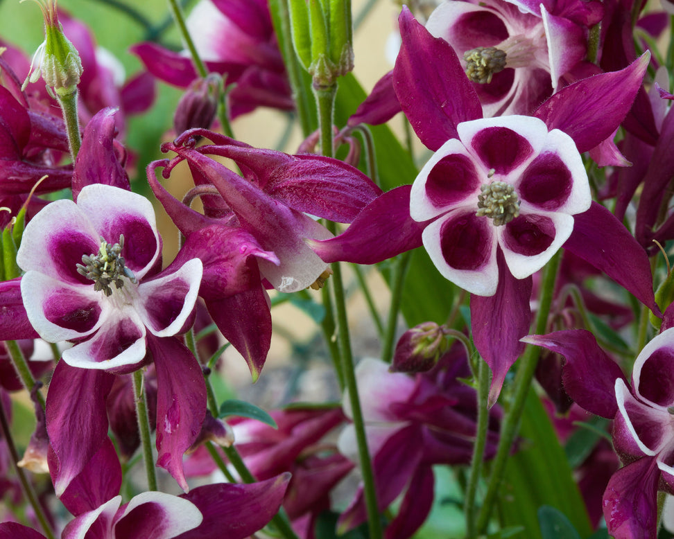 Aquilegia 'William Guiness'