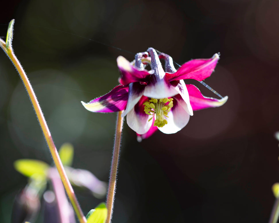 Aquilegia 'William Guiness'