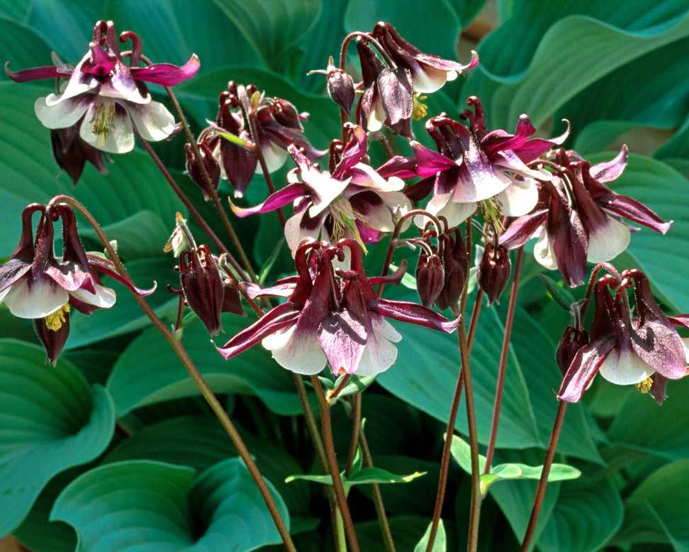 Aquilegia 'William Guiness'