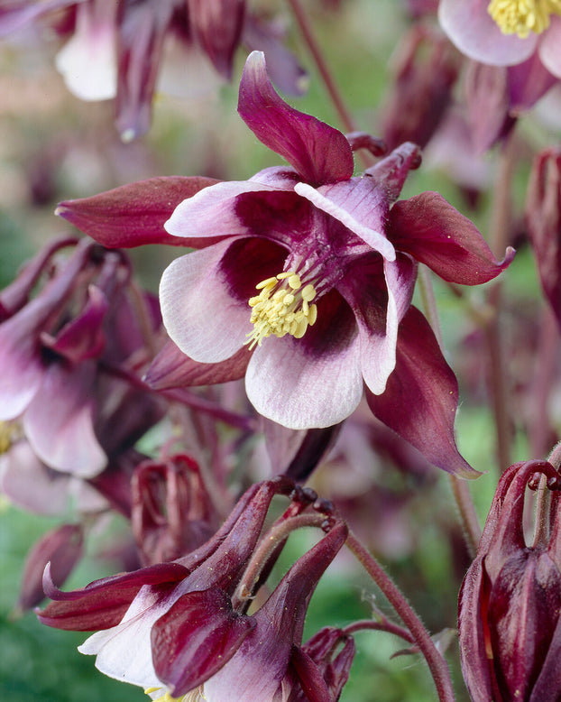 Aquilegia 'William Guiness'