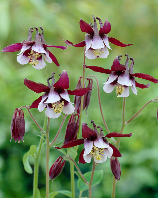 Aquilegia 'William Guiness'