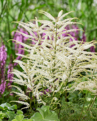 Aruncus bare roots (goat's beard)