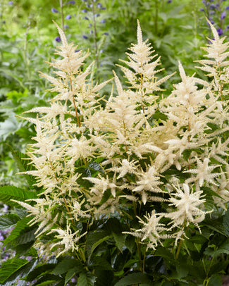 Aruncus bare roots (goat's beard)