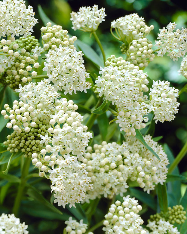 Asclepias 'Ice Ballet'