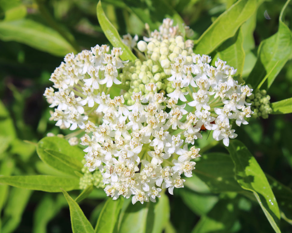 Asclepias 'Ice Ballet'