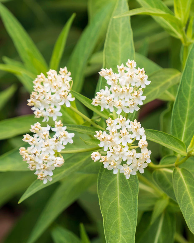 Asclepias 'Ice Ballet'