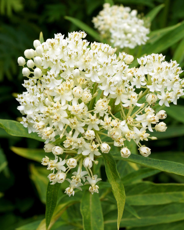 Asclepias 'Ice Ballet'