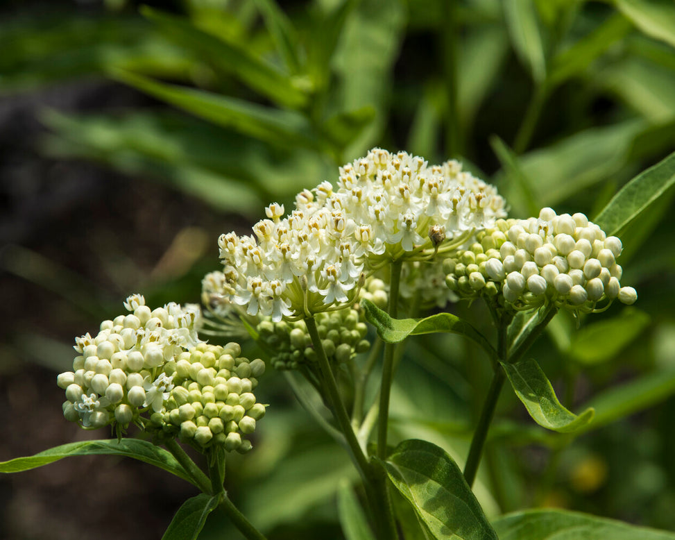 Asclepias 'Ice Ballet'