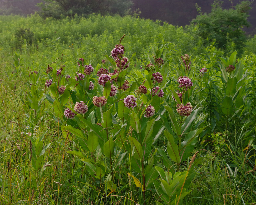 Asclepias 'Soulmate'