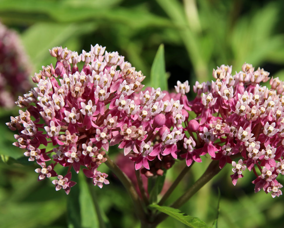 Asclepias 'Soulmate'