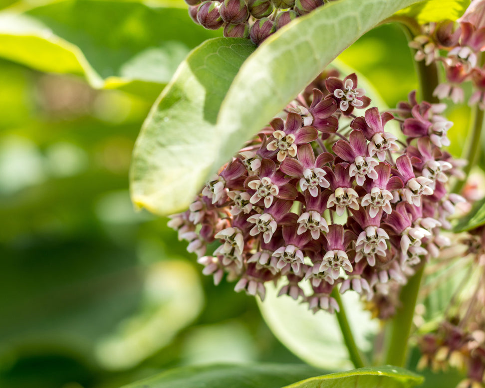 Asclepias 'Soulmate'