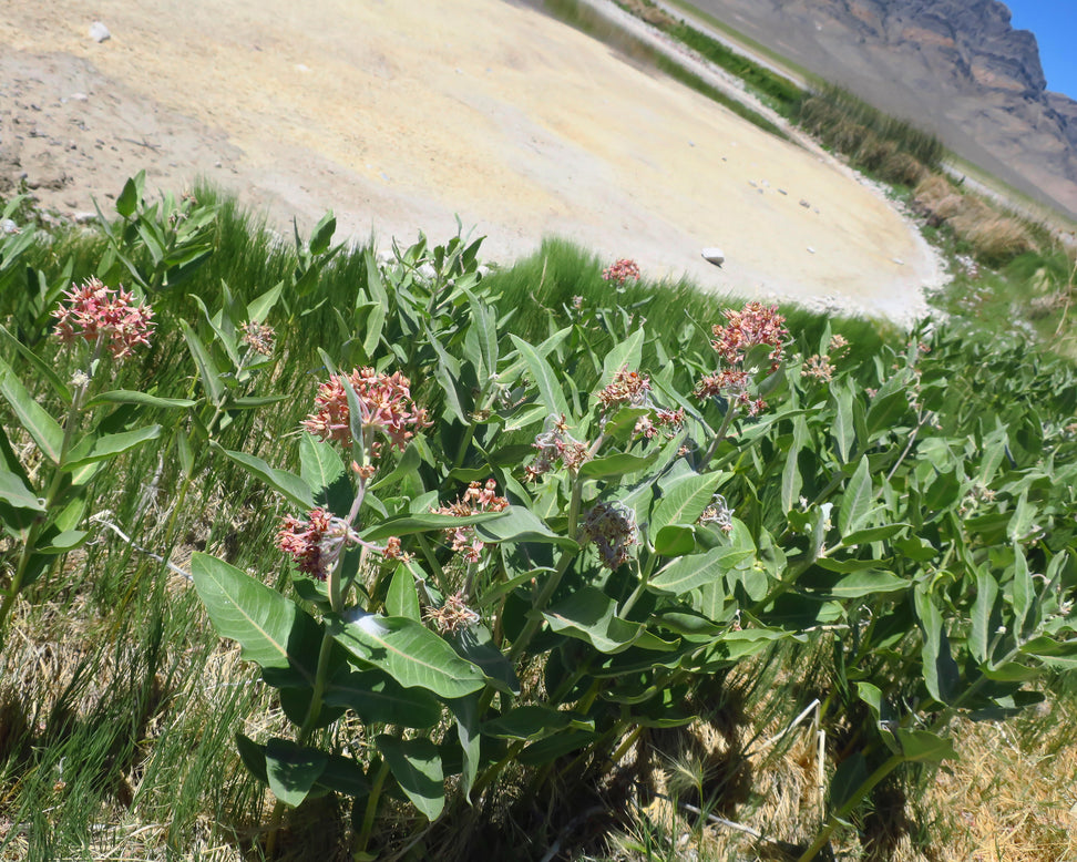 Asclepias 'Soulmate'