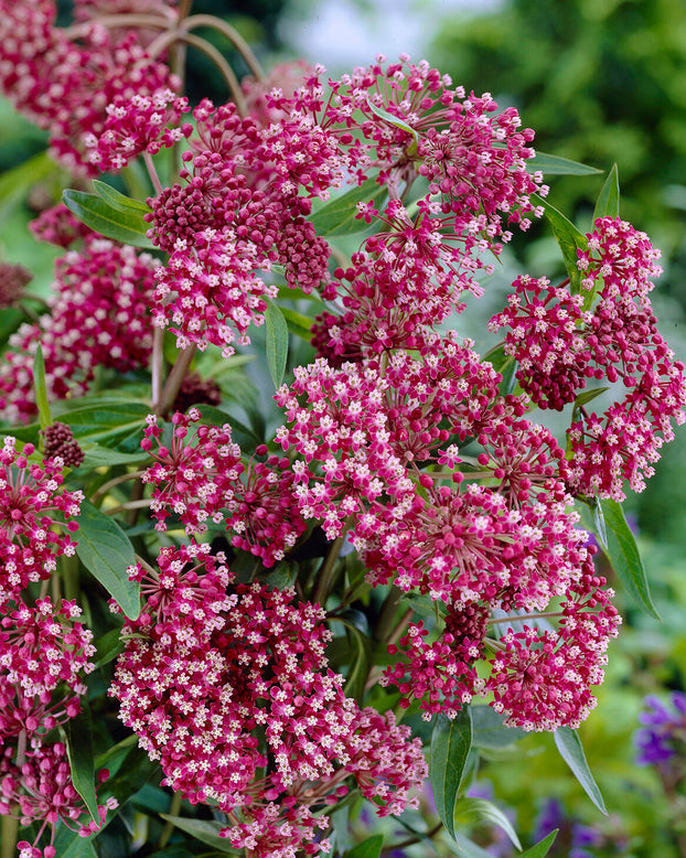 Asclepias 'Soulmate'