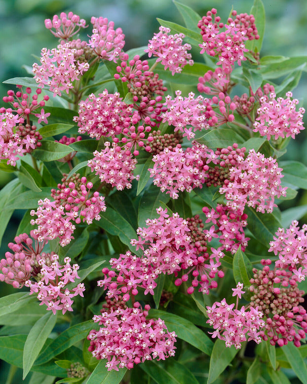 Asclepias 'Soulmate'