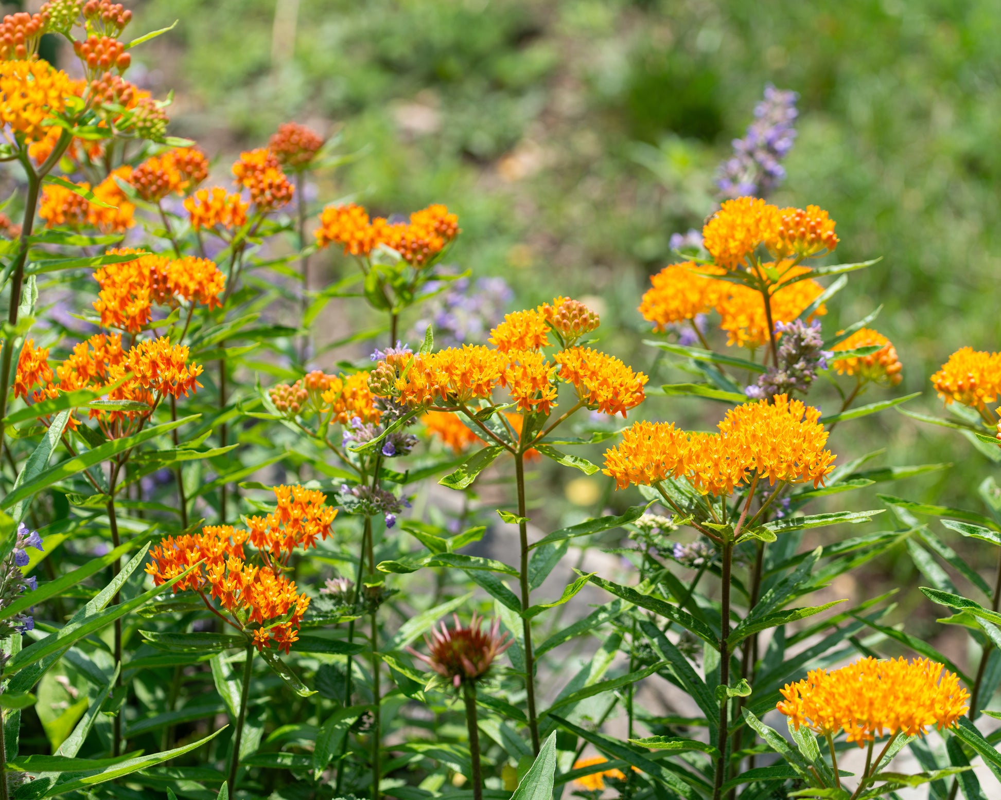 Asclepias tuberosa (butterfly weed) bare roots — Buy orange milkweed ...