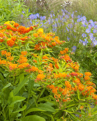 Asclepias bare roots