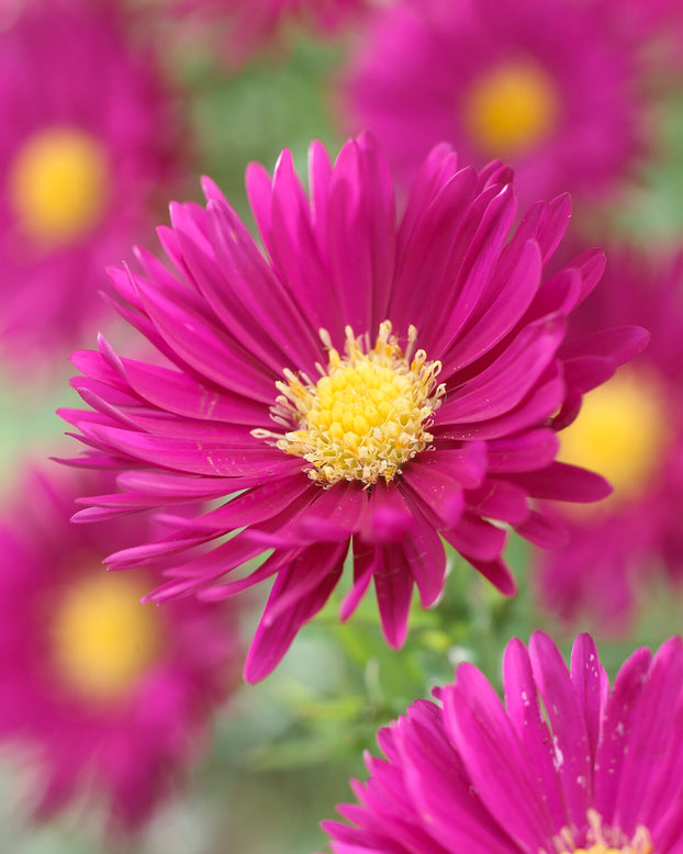 Aster 'Jenny'