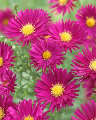 Aster bare roots (Michaelmas daisy)