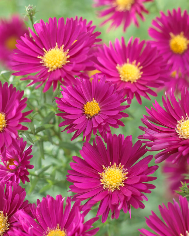 Aster 'Jenny'