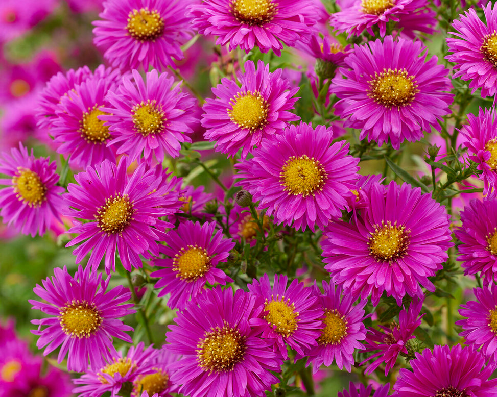 Aster 'Jenny'