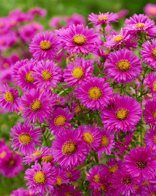 Aster 'Jenny'