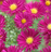 Aster