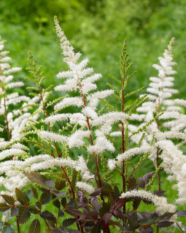 Astilbe 'Cappuccino'