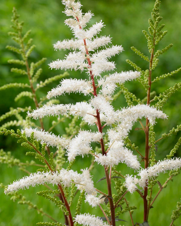 Astilbe 'Cappuccino'