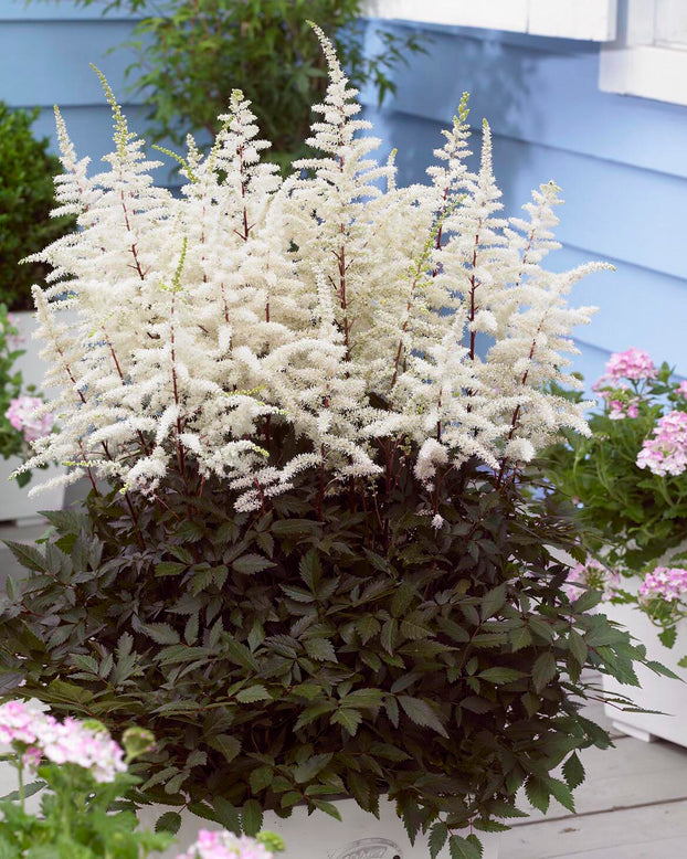 Astilbe 'Cappuccino'