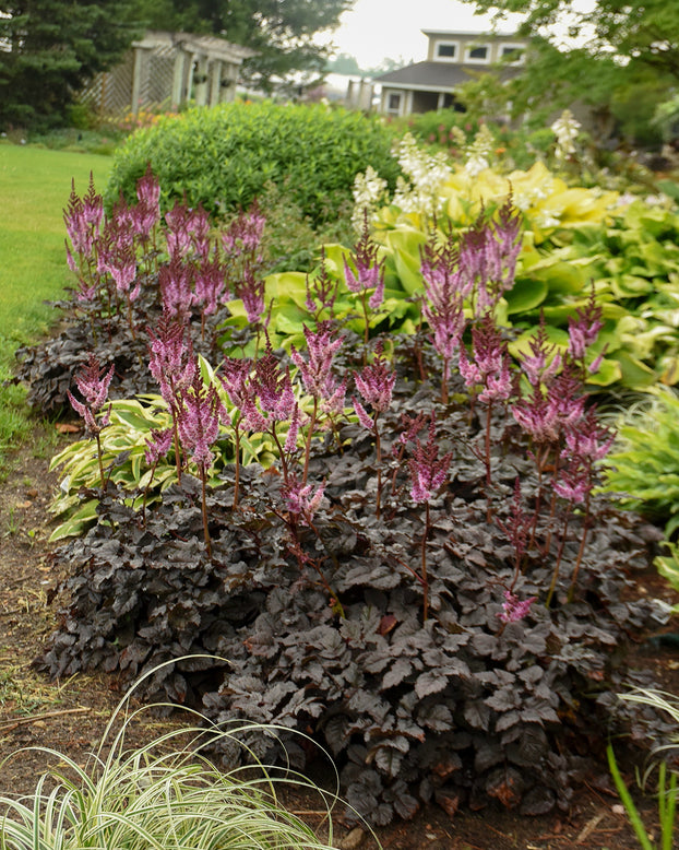 Astilbe 'Dark Side of the Moon'