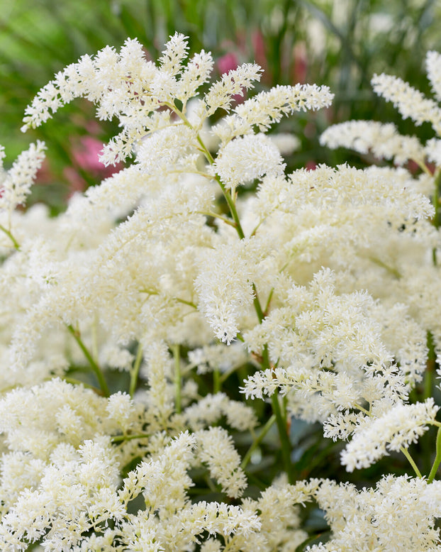 Astilbe 'Fireworks White'