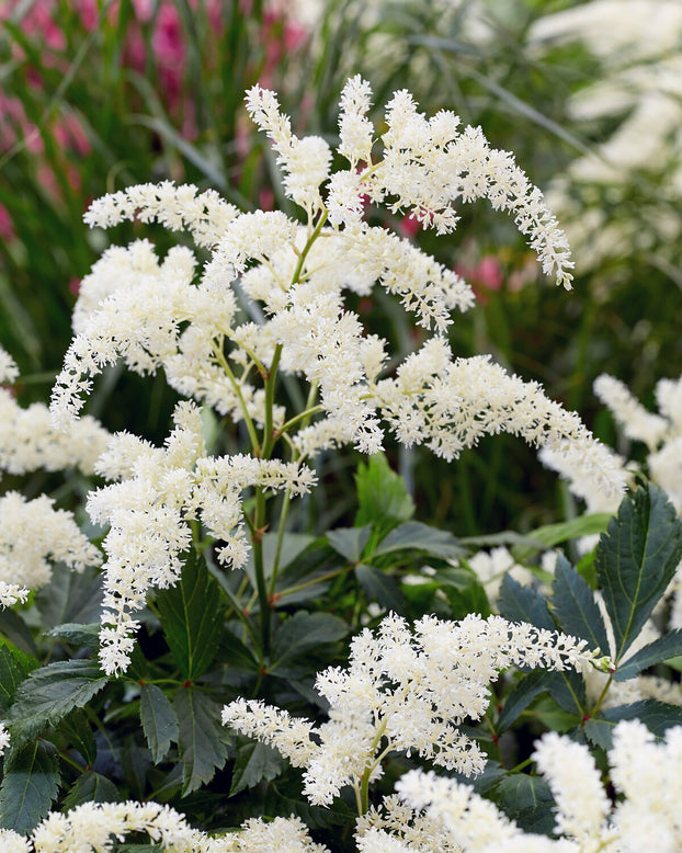 Astilbe 'Fireworks White'