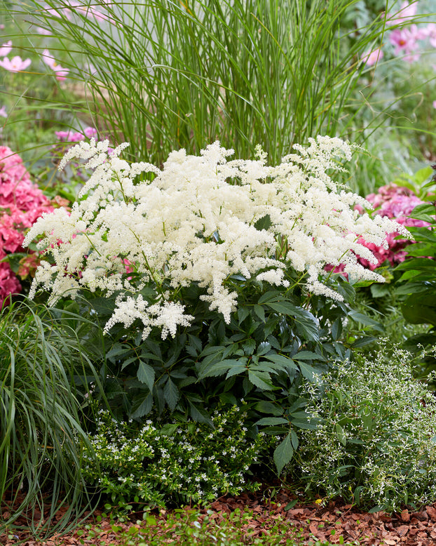 Astilbe 'Fireworks White'