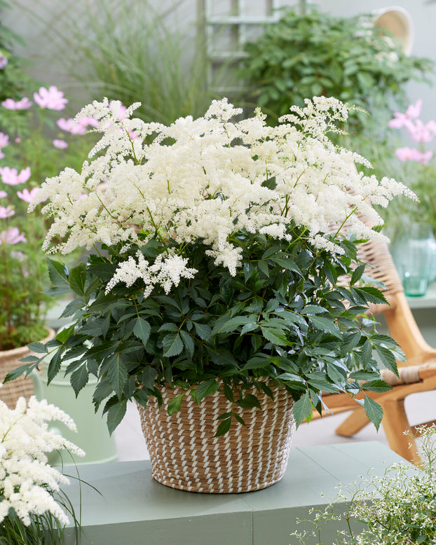 Astilbe 'Fireworks White'