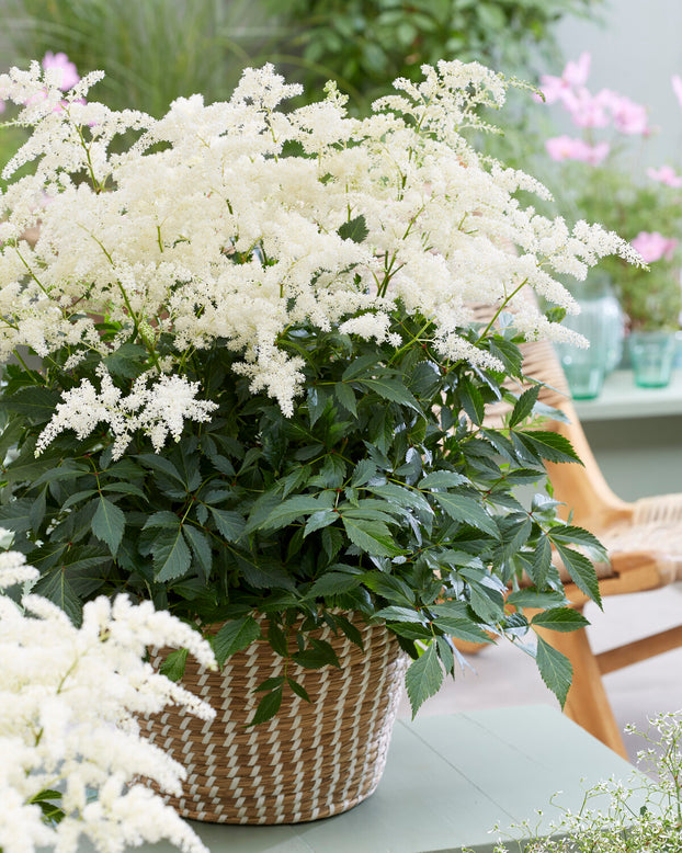 Astilbe 'Fireworks White'