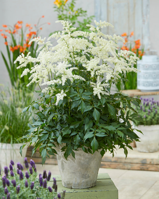 Astilbe 'Fireworks White'