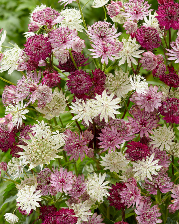 Astrantia 'Sparkling Stars Red'