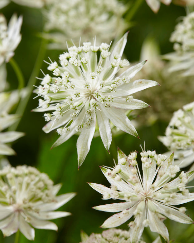 Astrantia 'Sparkling Stars White'