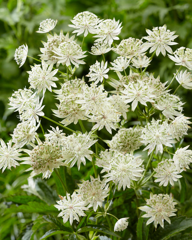 Astrantia 'Sparkling Stars White'