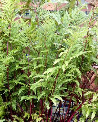 Athyrium bare roots